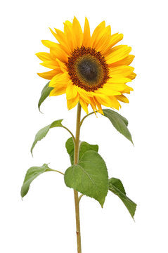 Sunflower Single Stem