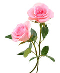 Pink Roses Pack of 6