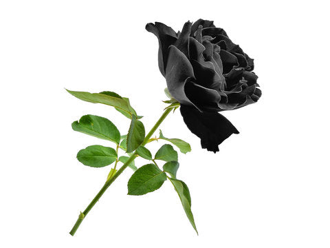 Black Roses Pack of 6