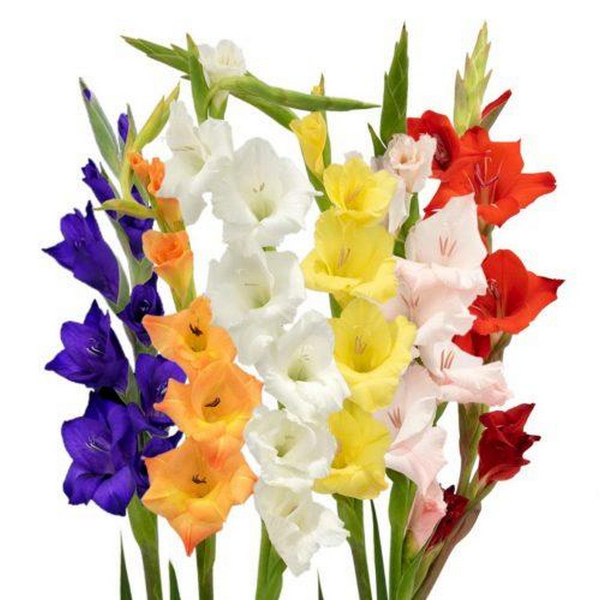 Gladiolus Single Stem