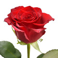 Red Roses Pack of 6