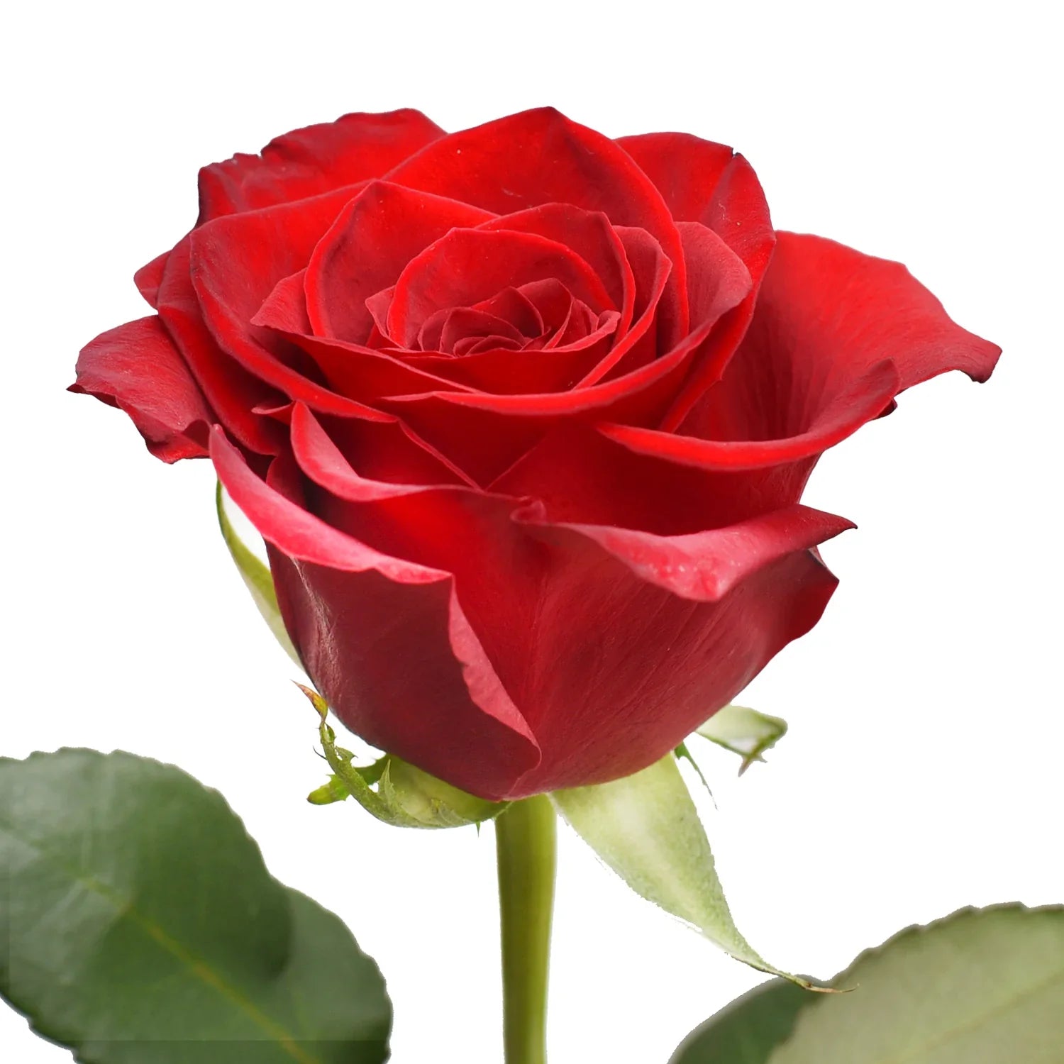 Red Roses Pack of 6