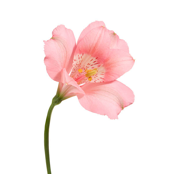 Pink Lilies Single Stem