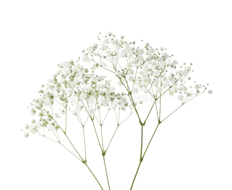 Baby's Breath Single Stem